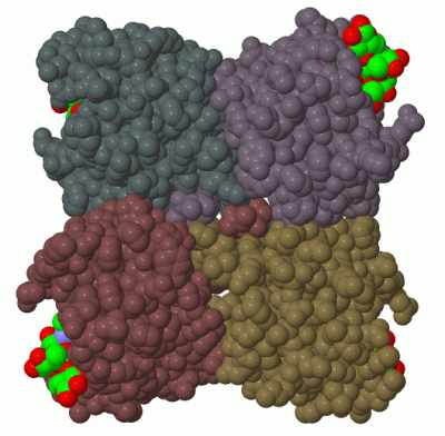 Image Biol.Unit 1 - manually