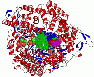 Image Biol.Unit 1 - manually