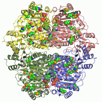 Image Asym./Biol. Unit - manually