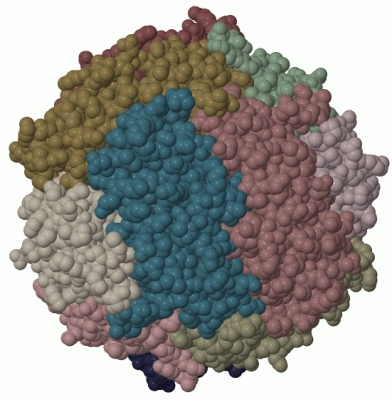 Image Biol.Unit 1 - manually