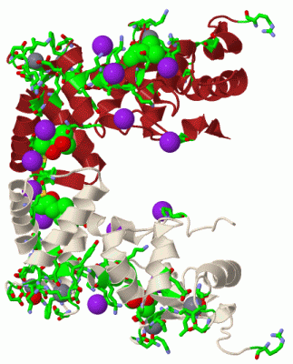 Image Biol.Unit 1 - manually