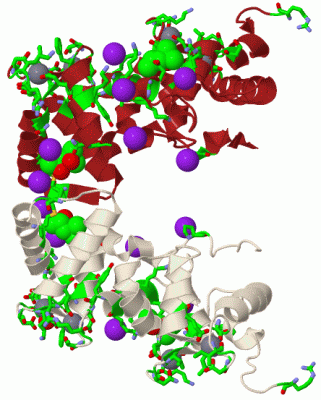 Image Biol.Unit 1 - manually