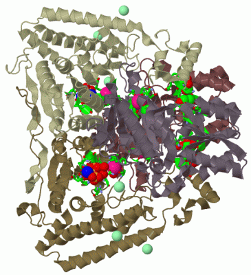 Image Biol.Unit 1 - manually