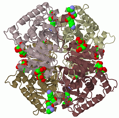 Image Biol.Unit 1 - manually