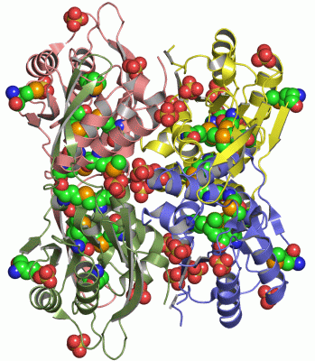 Image Asym./Biol. Unit - manually