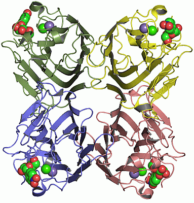 Image Asym./Biol. Unit - manually