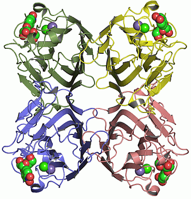 Image Asym./Biol. Unit - manually