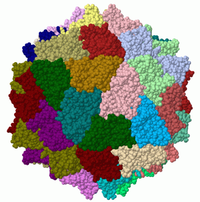 Image Biol.Unit 1 - manually