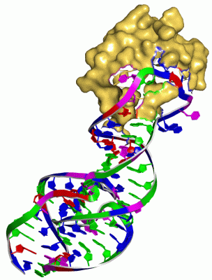 Image Asym./Biol. Unit - manually