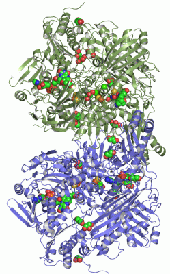 Image Asym./Biol. Unit - manually