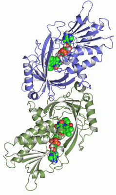 Image Asym./Biol. Unit - manually