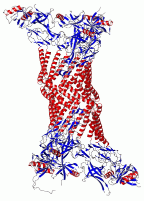 Image Asym./Biol. Unit - manually