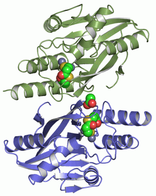 Image Asym./Biol. Unit - manually