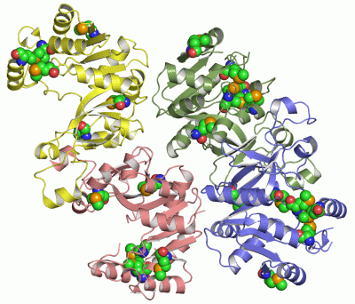 Image Asym./Biol. Unit - manually