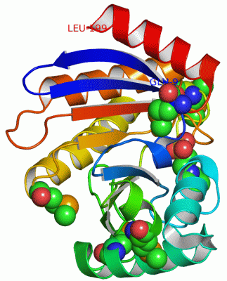 Image Asym./Biol. Unit - manually