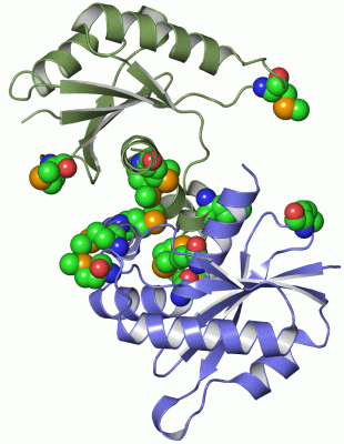 Image Asym./Biol. Unit - manually