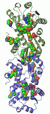 Image Asym./Biol. Unit - manually