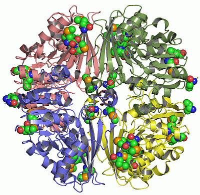 Image Asym./Biol. Unit - manually