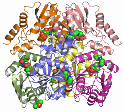 Image Asym./Biol. Unit - manually