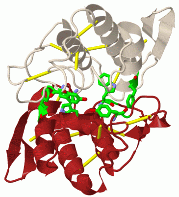 Image Biol.Unit 1 - manually