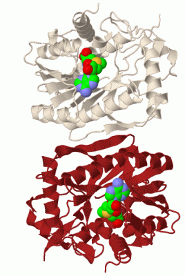 Image Biol.Unit 1 - manually