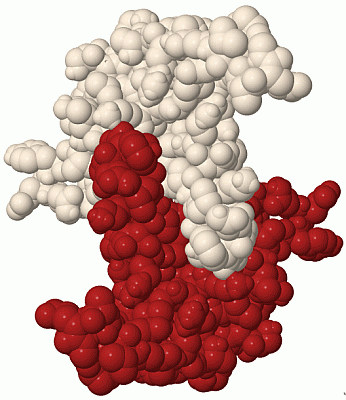 Image Biol.Unit 1 - manually