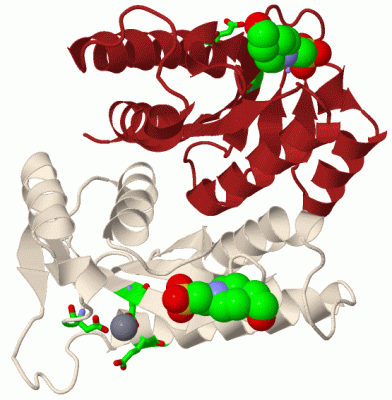 Image Biol.Unit 1 - manually