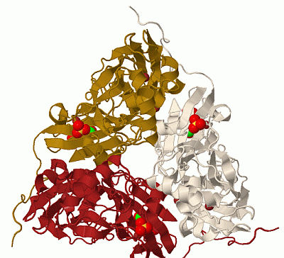 Image Biol.Unit 1 - manually