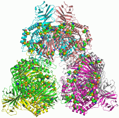 Image Asym./Biol. Unit - manually