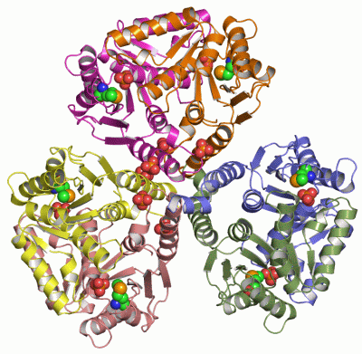 Image Asym./Biol. Unit - manually