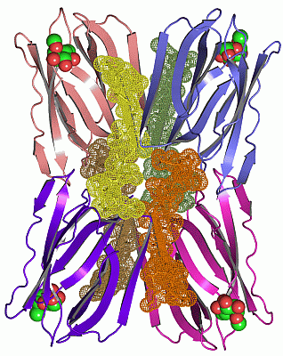 Image Asym./Biol. Unit - manually