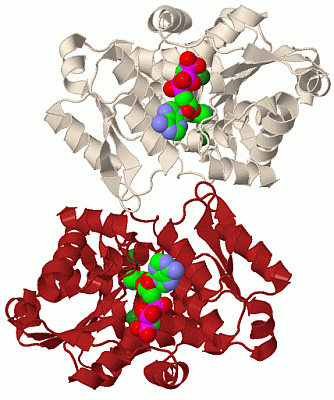 Image Biol.Unit 1 - manually