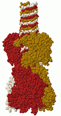 Image Biol.Unit 1 - manually