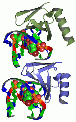 Image Asym./Biol. Unit - manually