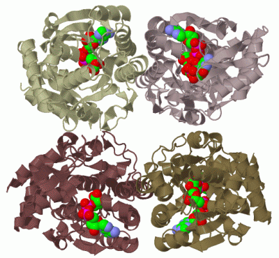 Image Biol.Unit 1 - manually