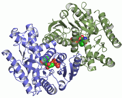 Image Asym./Biol. Unit - manually