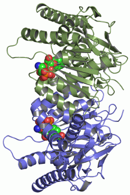 Image Asym./Biol. Unit - manually