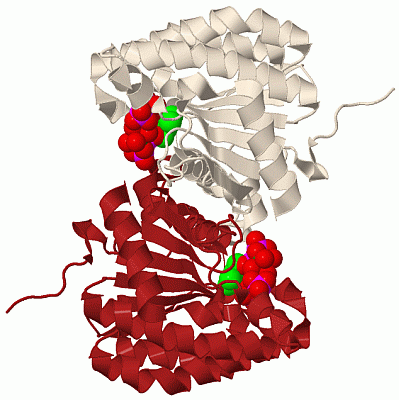 Image Biol.Unit 1 - manually