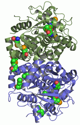 Image Asym./Biol. Unit - manually