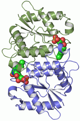 Image Asym./Biol. Unit - manually