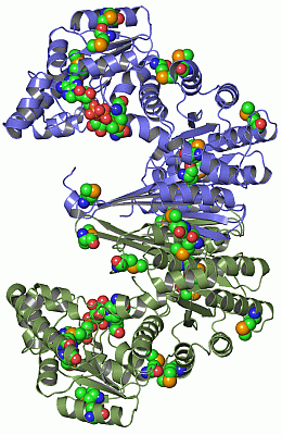 Image Asym./Biol. Unit - manually