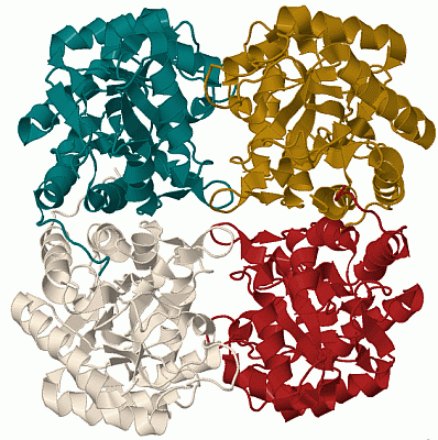 Image Biol.Unit 1 - manually