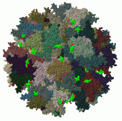 Image Biol.Unit 1 - manually