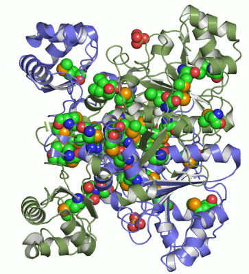 Image Asym./Biol. Unit - manually