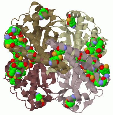 Image Biol.Unit 1 - manually