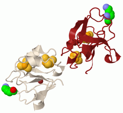 Image Biol.Unit 1 - manually