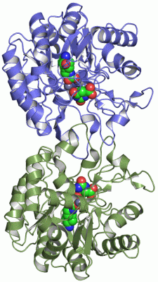 Image Asym./Biol. Unit - manually