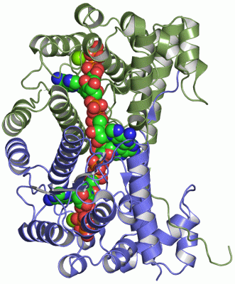 Image Asym./Biol. Unit - manually