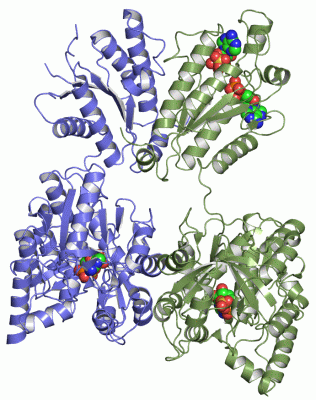 Image Asym./Biol. Unit - manually