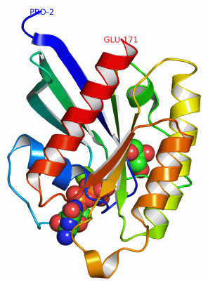 Image Asym./Biol. Unit - manually